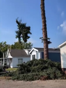tree removal of Blue Spruce by Vanderbilt Tree Service
