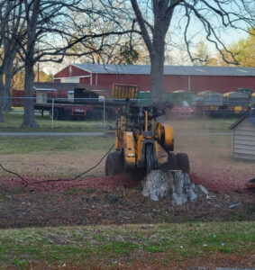 Stallworth's Tree Service Huntsville, a tree service company, ground a Bradford Pear in Huntsville, AL