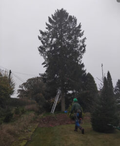 tree service of a Norway Spruce in Clark-Fulton, Cleveland, OH by Saints Tree Service