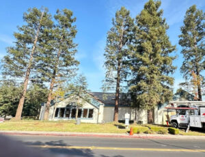 Des Moines Tree Service, a tree trimming company, trimmed a Redwood tree in Ankeny, IA