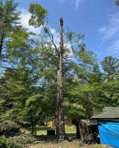 Viginia Pine tree removal service in Madison, WI by Vanderbilt Tree Service