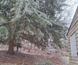 tree trimming in Eken Park, Madison, WI by Vanderbilt Tree Service