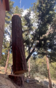 tree removal in Cleveland, OH by Saints Tree Service