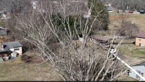 Scarlet Oak tree trimming service in Madison, AL by Stallworth's Tree Service Huntsville
