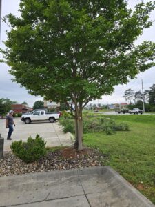 tree service company in Huntsville, AL by Stallworth's Tree Service Huntsville