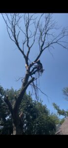tree trimming service in East Cleveland, OH by Saints Tree Service